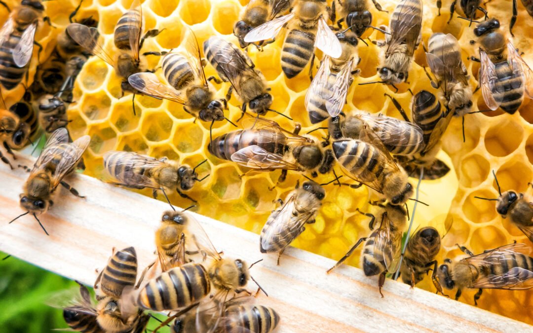 Del zumbido natural al dron polinizador🐝🤖